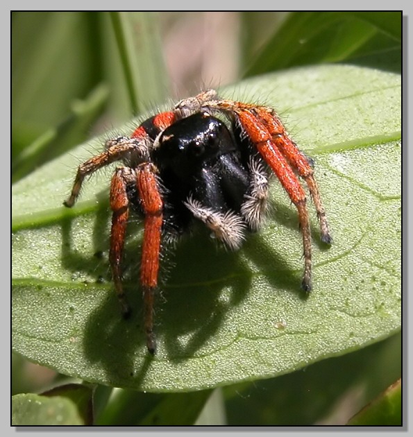 Evarcha jucunda- ragno salticide tricolore